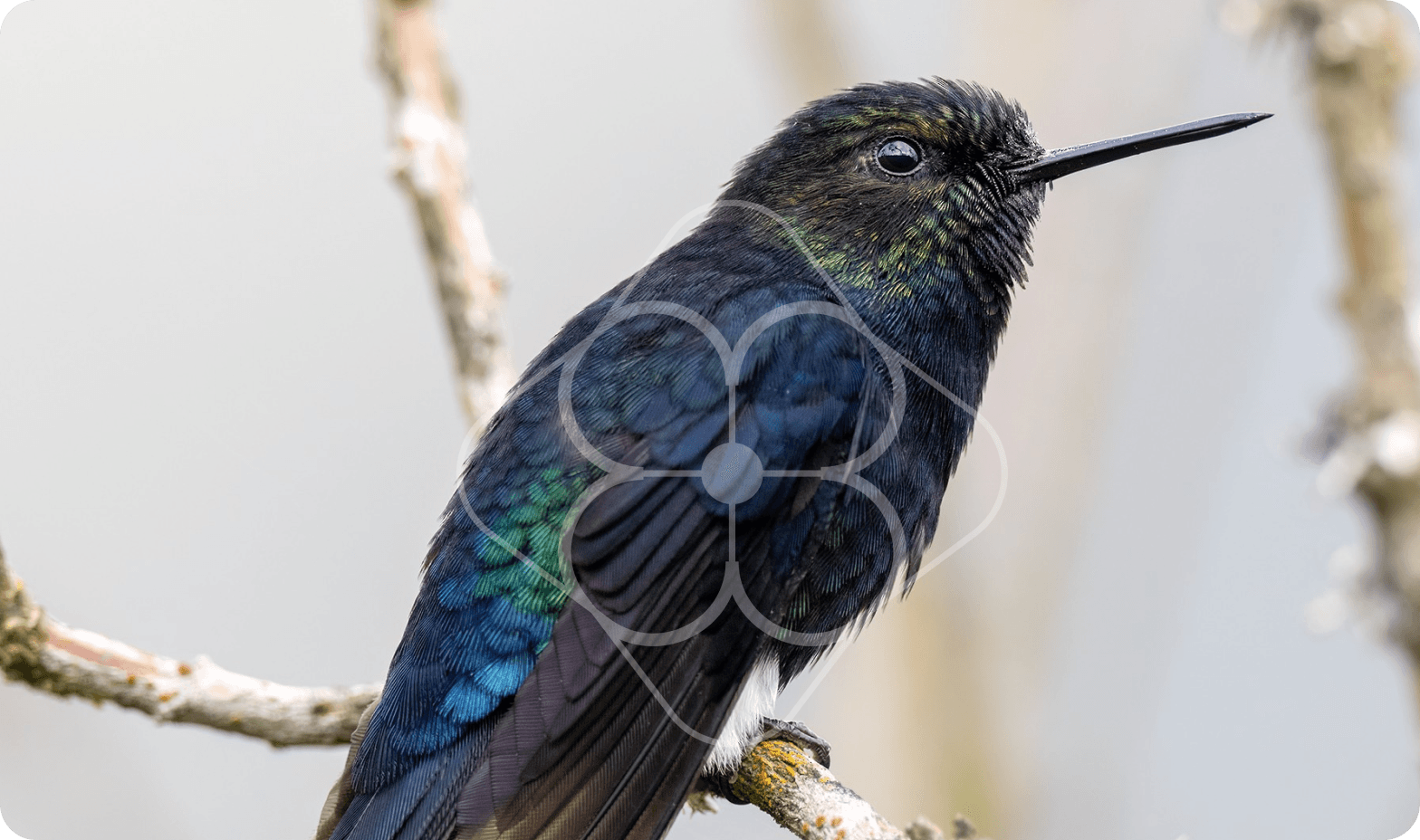 BLACK-BREASTED PUFFLEG
