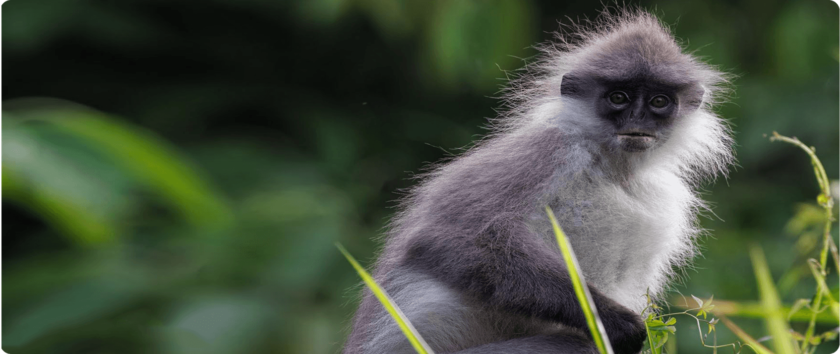 Carbon Removal Credits