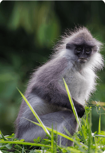 Carbon Removal Credits