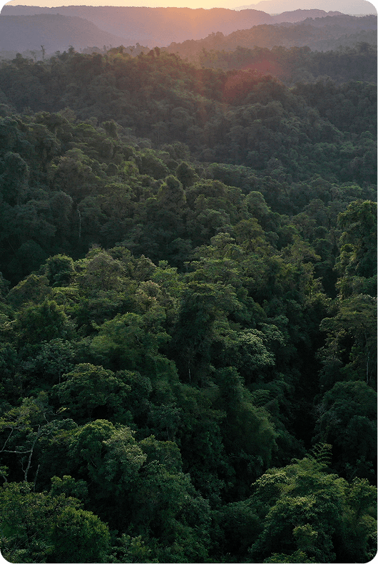 Carbon Removal Credits