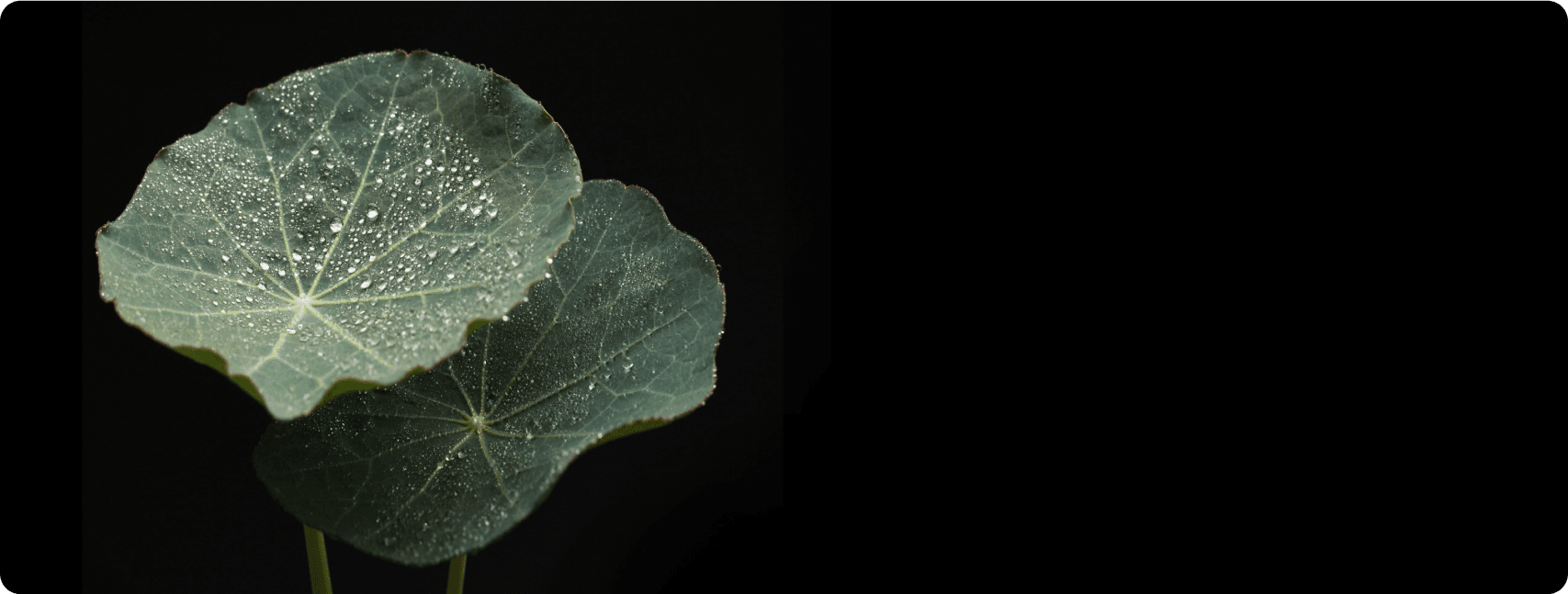 Carbon Removal Credits