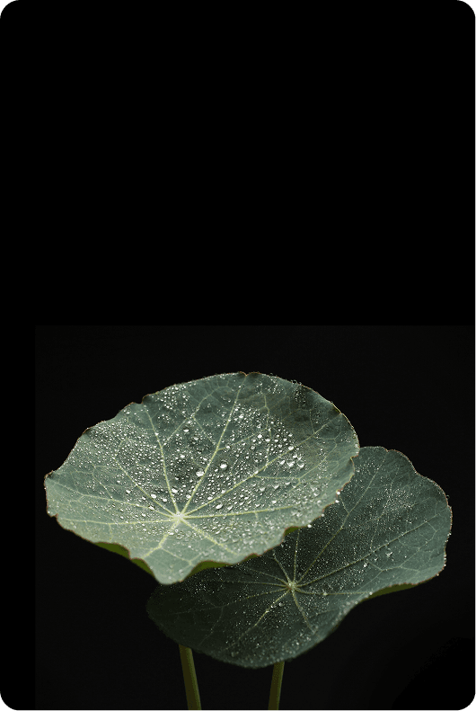 Carbon Removal Credits