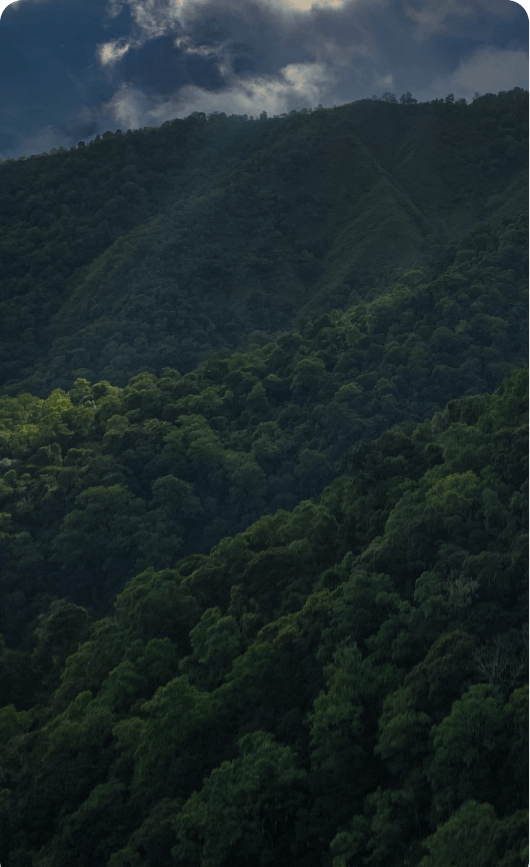 Carbon Removal Credits