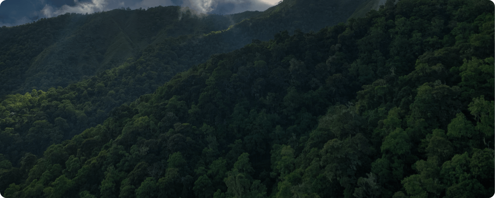 Carbon Removal Credits