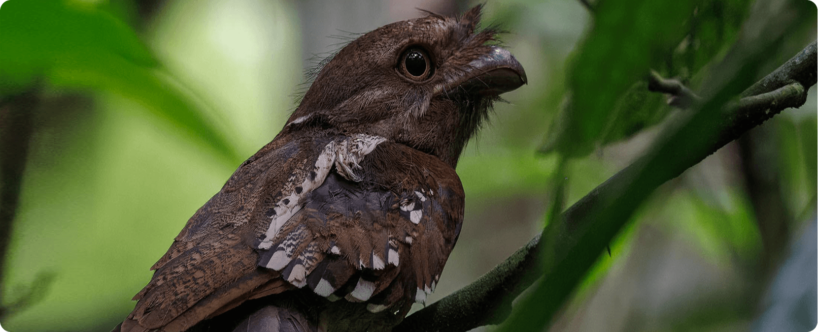 Carbon Removal Credits