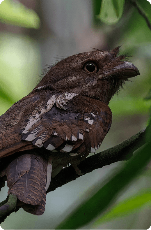 Carbon Removal Credits