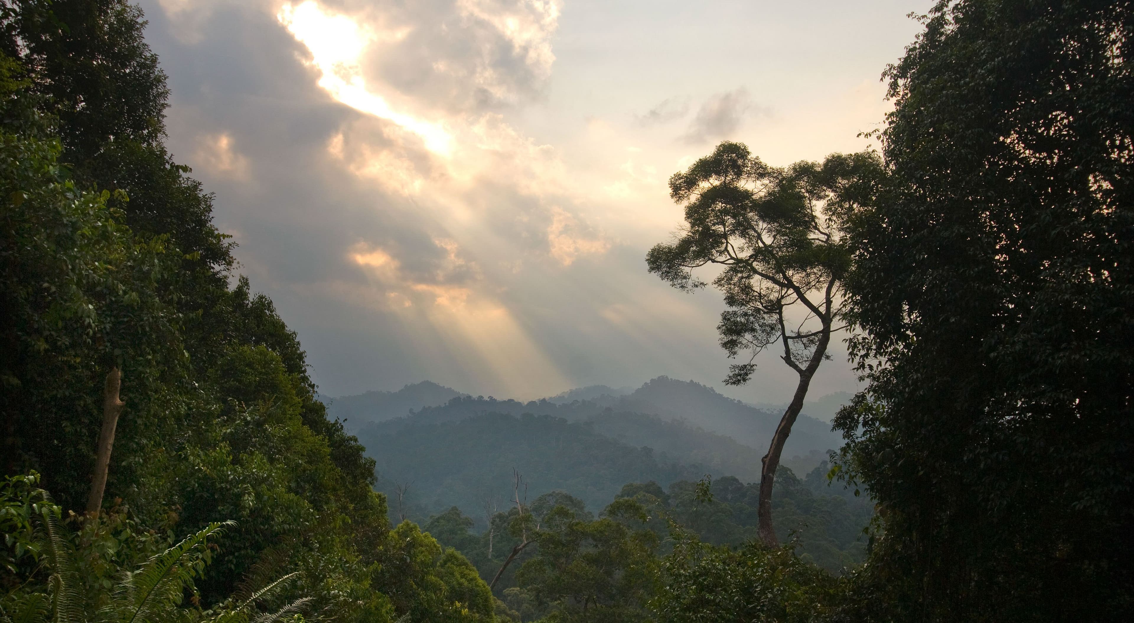 Tropical forest conservation