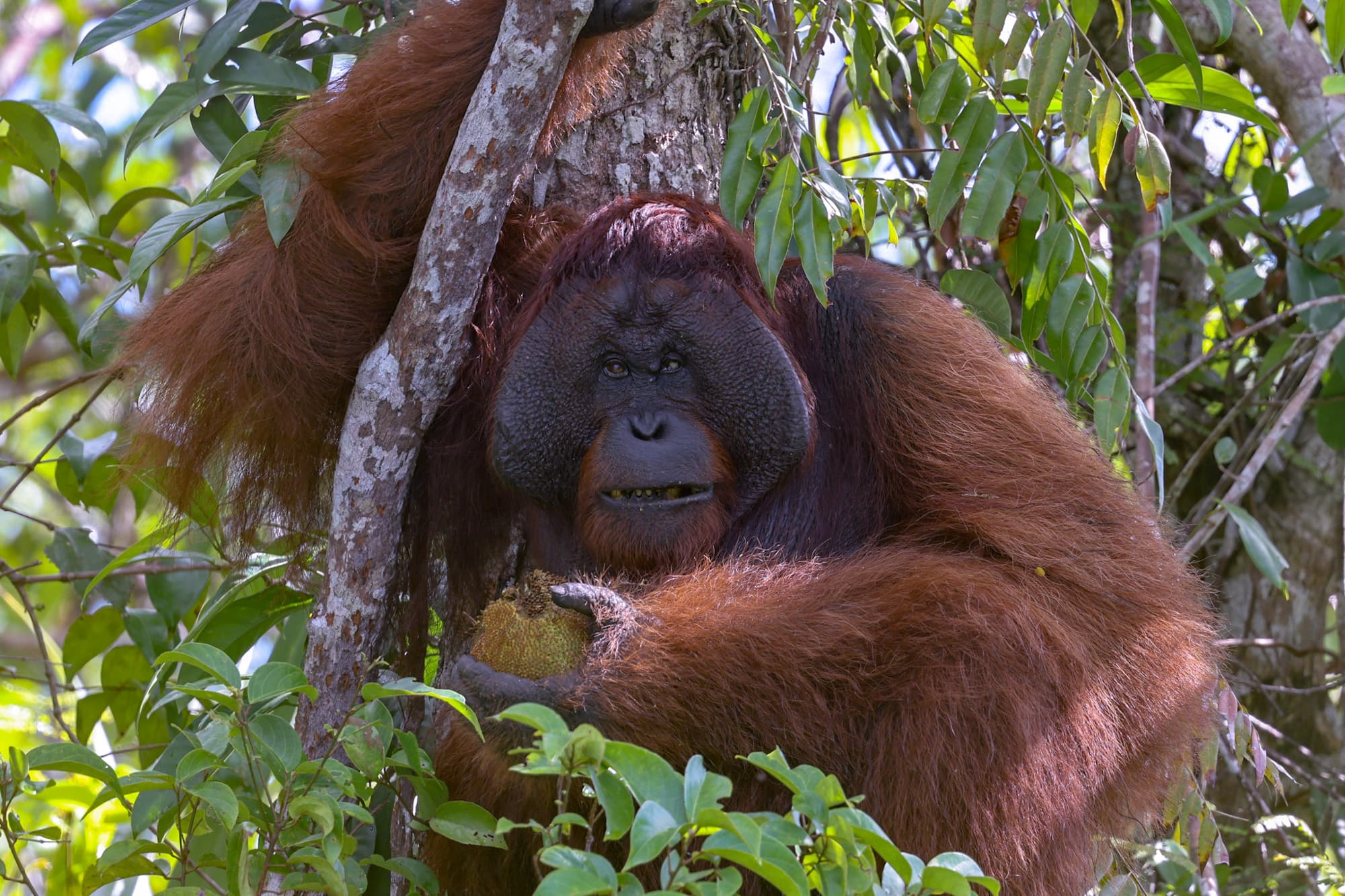 Borneo Rainforest, Indonesia
