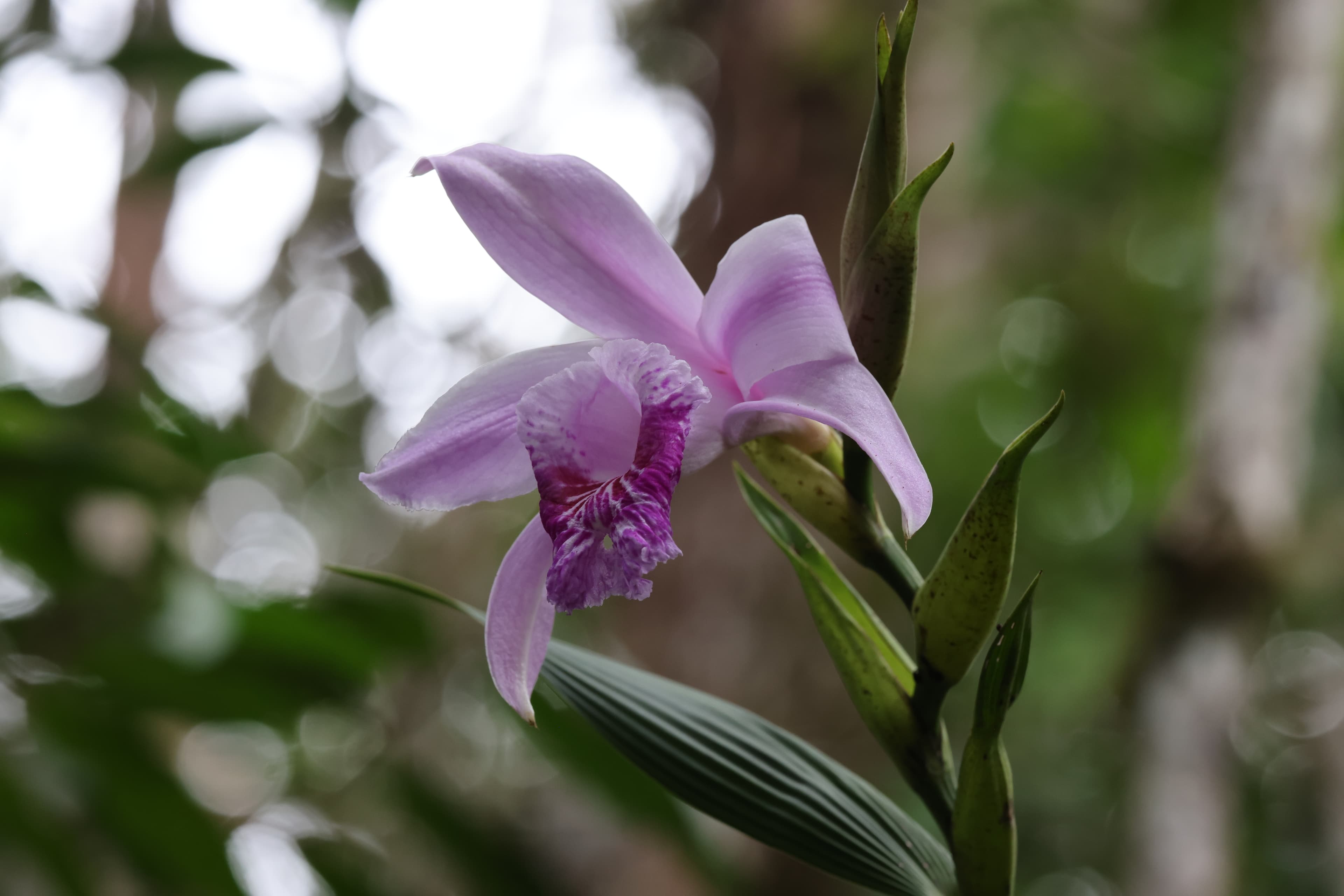 Copalinga Reserve, Ecuador