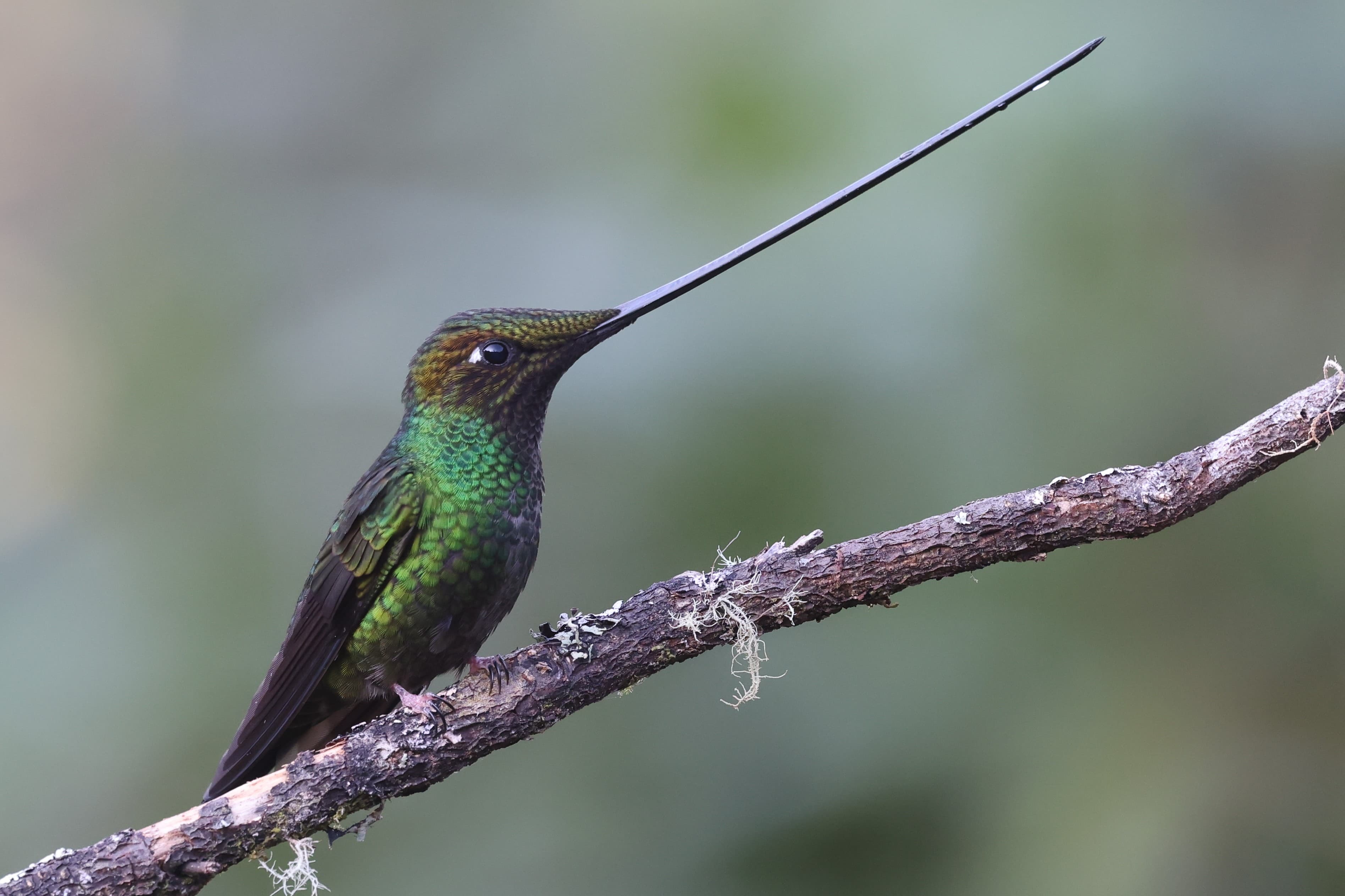 Yanacocha Reserve, Ecuador