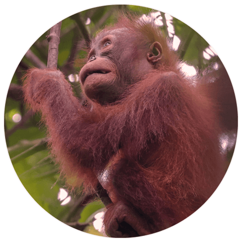 Making commodities a funding source for conservation