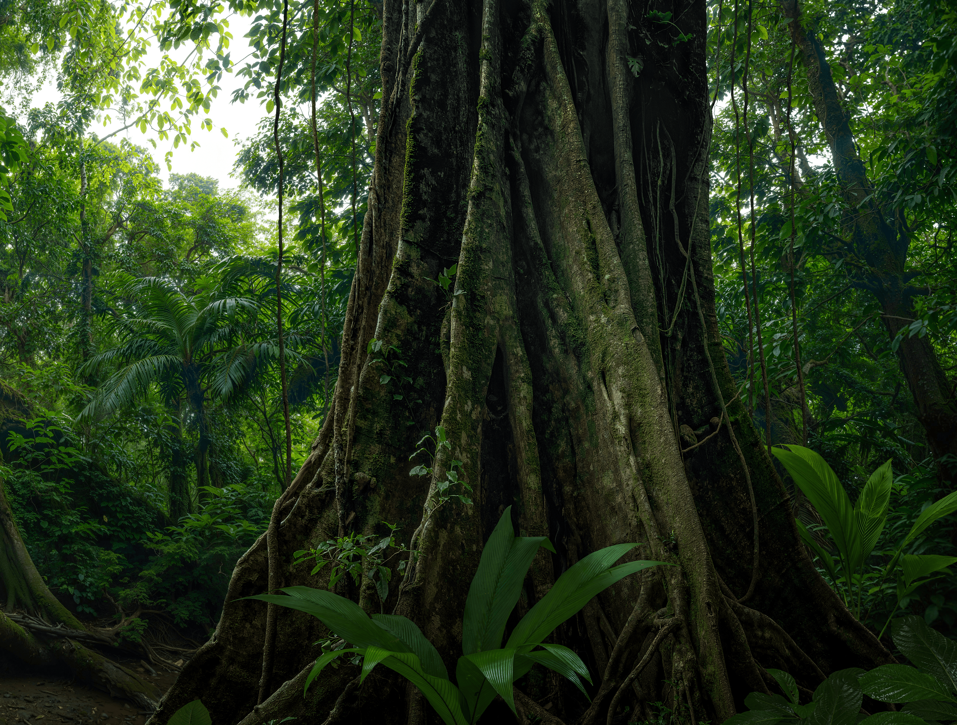 Mature Forests