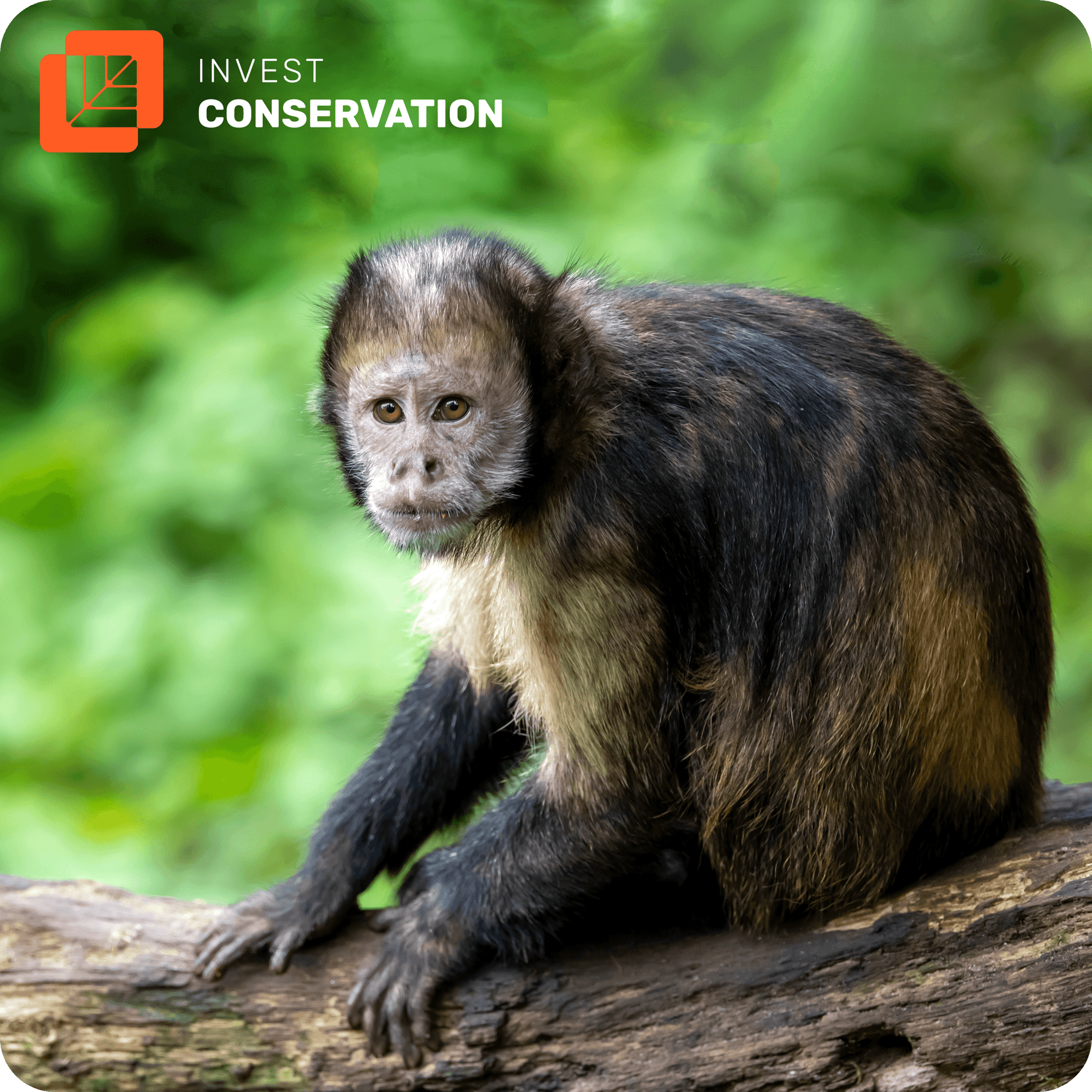 The Role of Animals in Carbon Storage