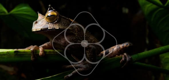 HORNED MARSUPIAL FROG