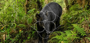 MOUNTAIN TAPIR