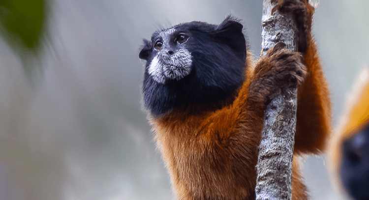 Photos of Rare Species