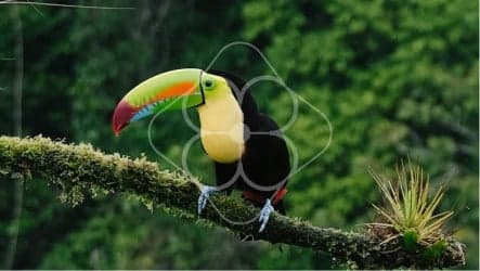 NATURE-BASED CARBON REMOVALS